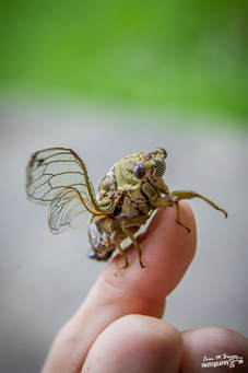 Cicada by Erin Bryan