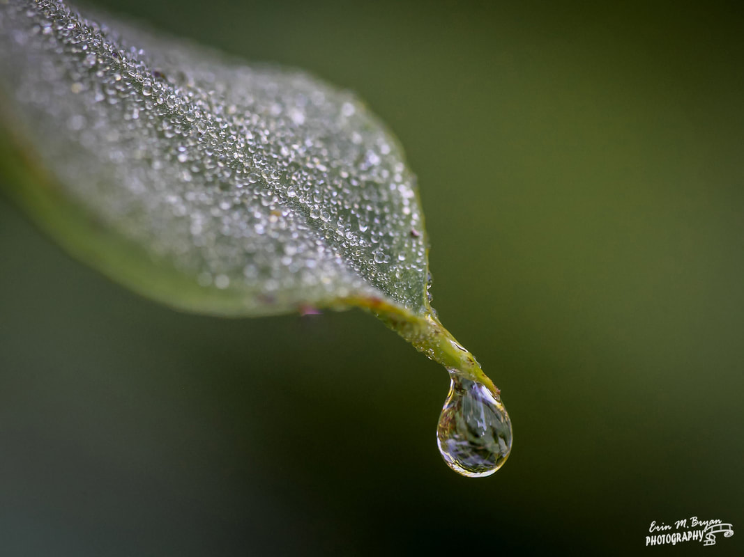 Dew on a leaf by Erin Bryan