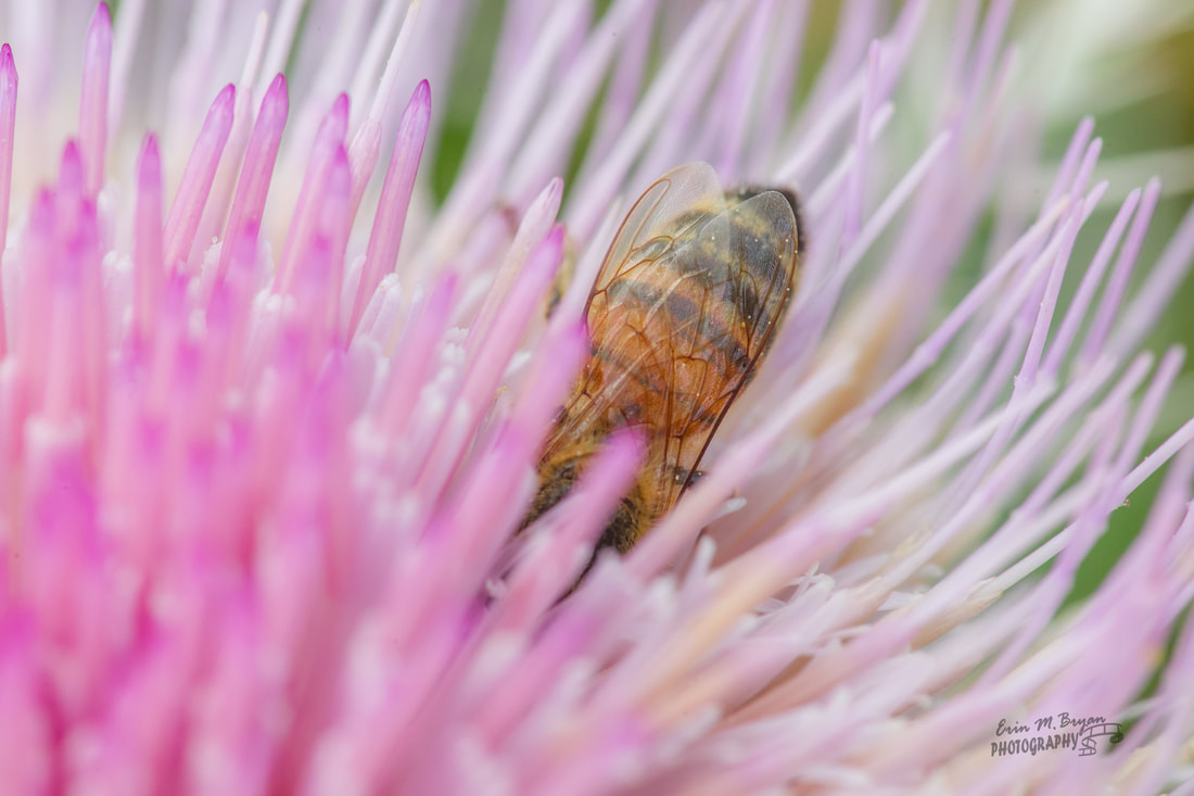 Bee head first in a flower by Erin Bryan